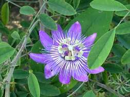 Image of Passiflora urbaniana Killip