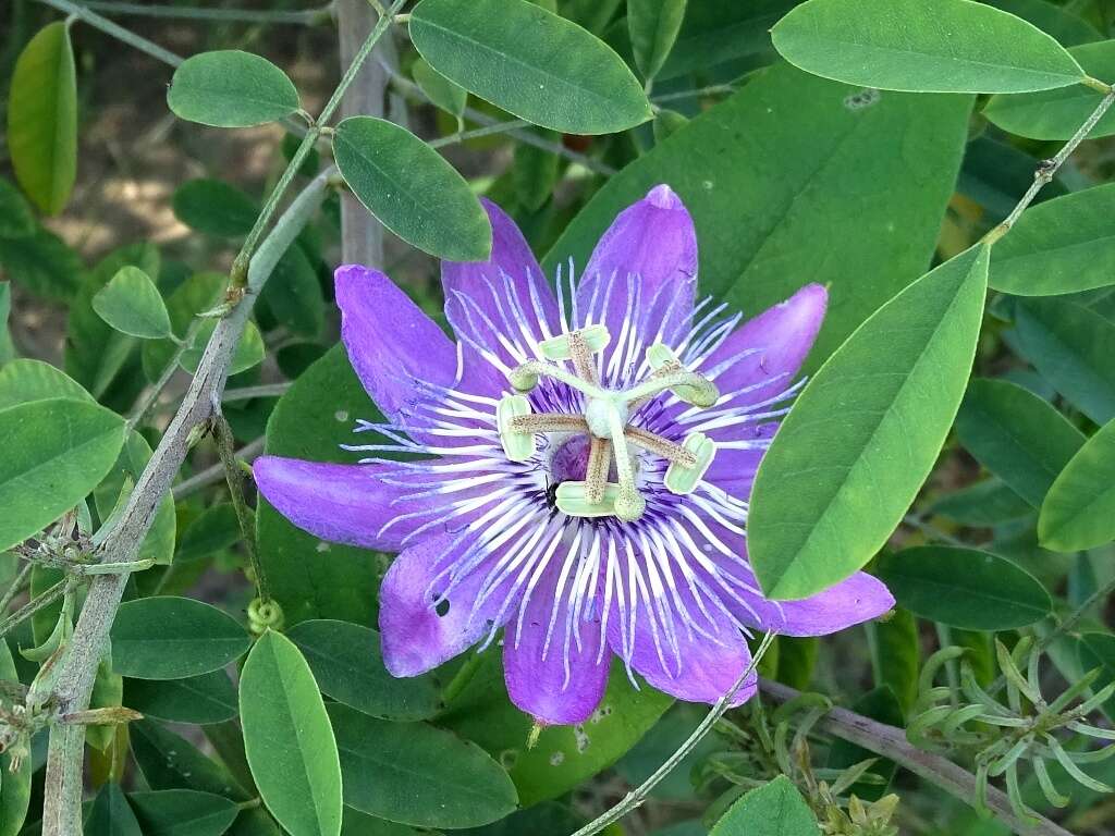 Image of Passiflora urbaniana Killip