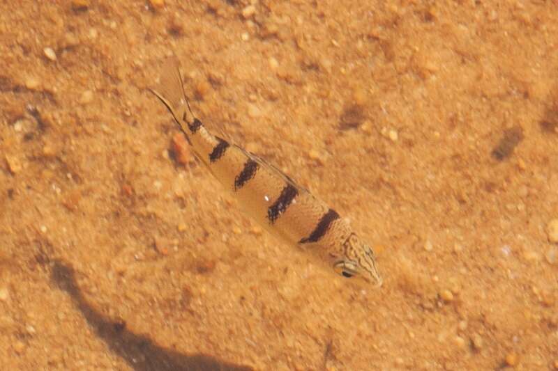 Image of Banded grunter