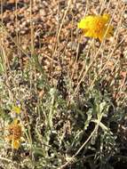 Image of desert marigold