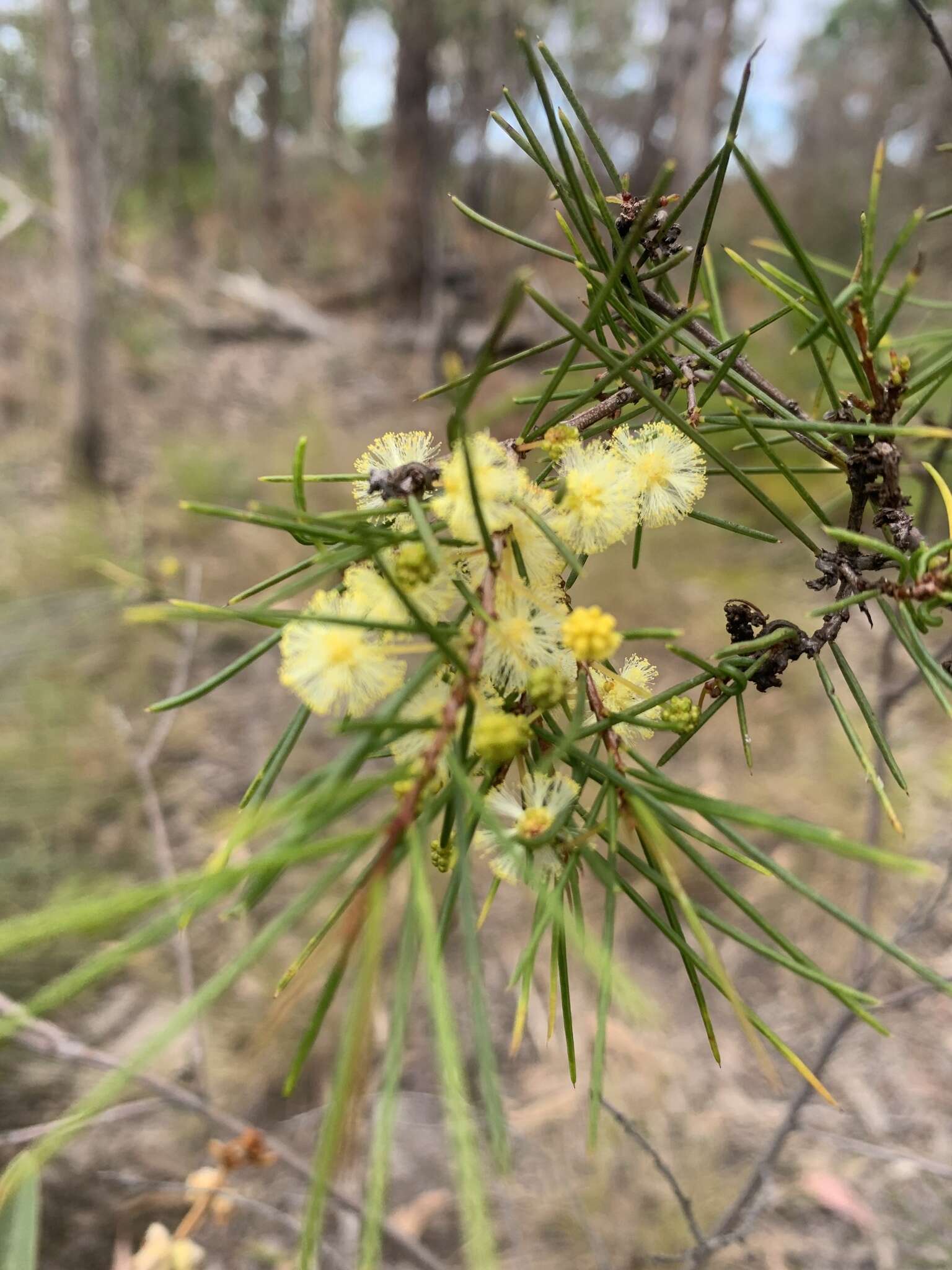 Imagem de Acacia quadrilateralis DC.