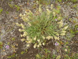 Image de Oxytropis evenorum Jurtzev & A. P. Khokhr.