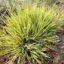 Image of Carex decidua Boott