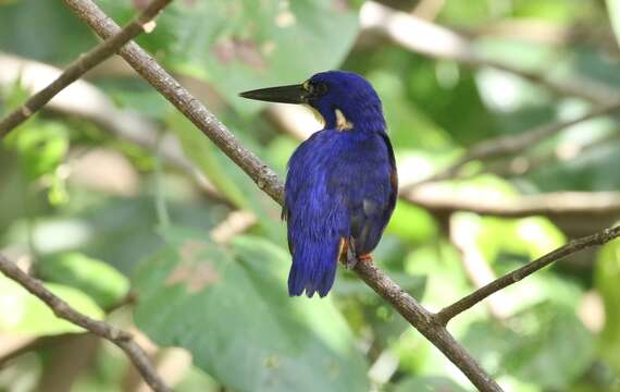 Image of Azure Kingfisher