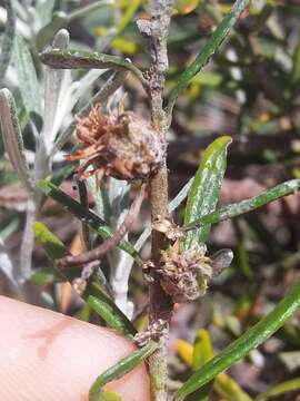 Image of Trigonomyia