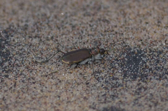 Image of Cicindela (Cicindela) hirticollis rhodensis Calder 1916