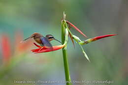 Phaethornis ruber (Linnaeus 1758) resmi