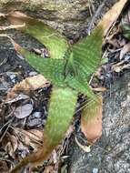 Image of Aloe affinis A. Berger