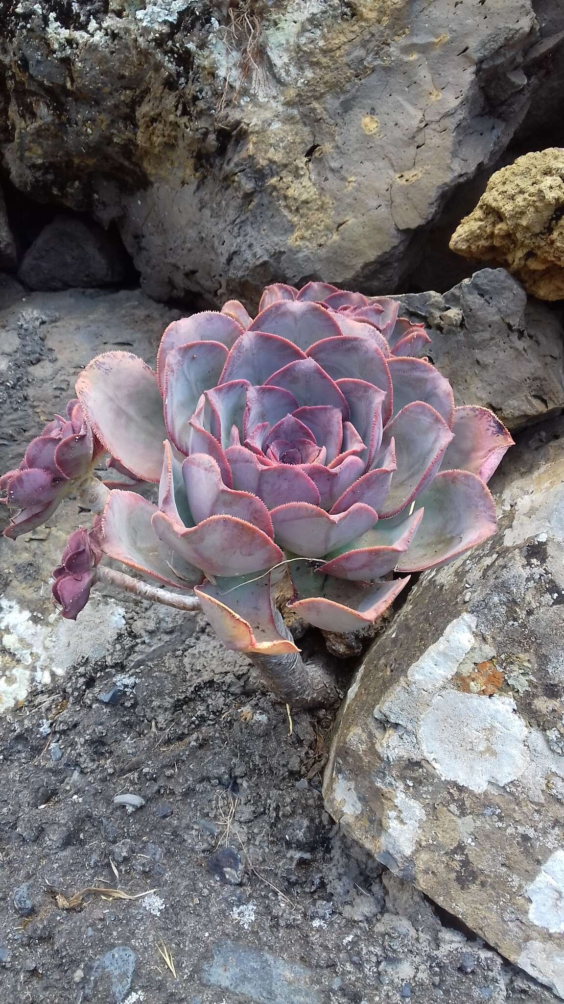 Image of Aeonium davidbramwellii H. Y. Liu