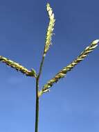 Image of sweet signalgrass