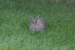 Image of Mountain Cottontail