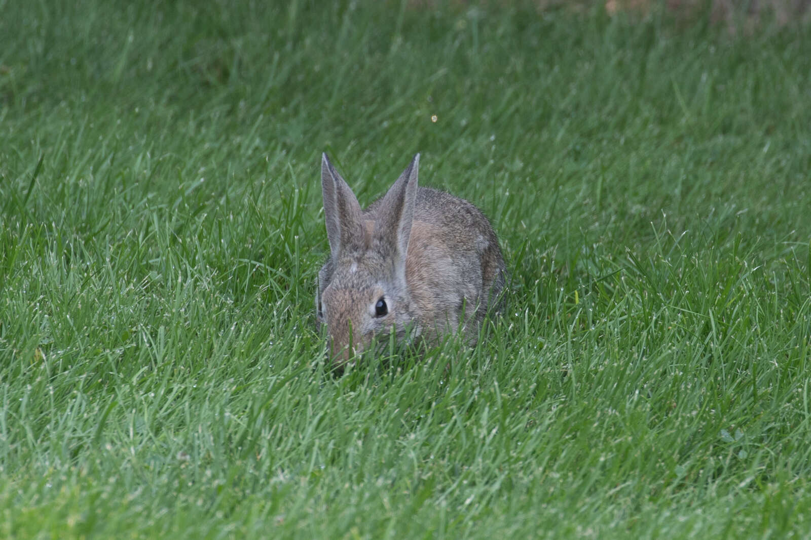 Image of Mountain Cottontail