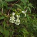 Image of Stachys caffra E. Mey. ex Benth.