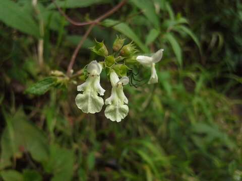 Слика од Stachys caffra E. Mey. ex Benth.