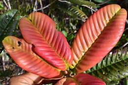 Image of Nothofagus codonandra (Baill.) Steenis