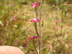 صورة Silene scabriflora Brot.