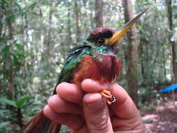 Image of Yellow-billed Jacamar