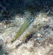 Image of Klunzinger's wrasse