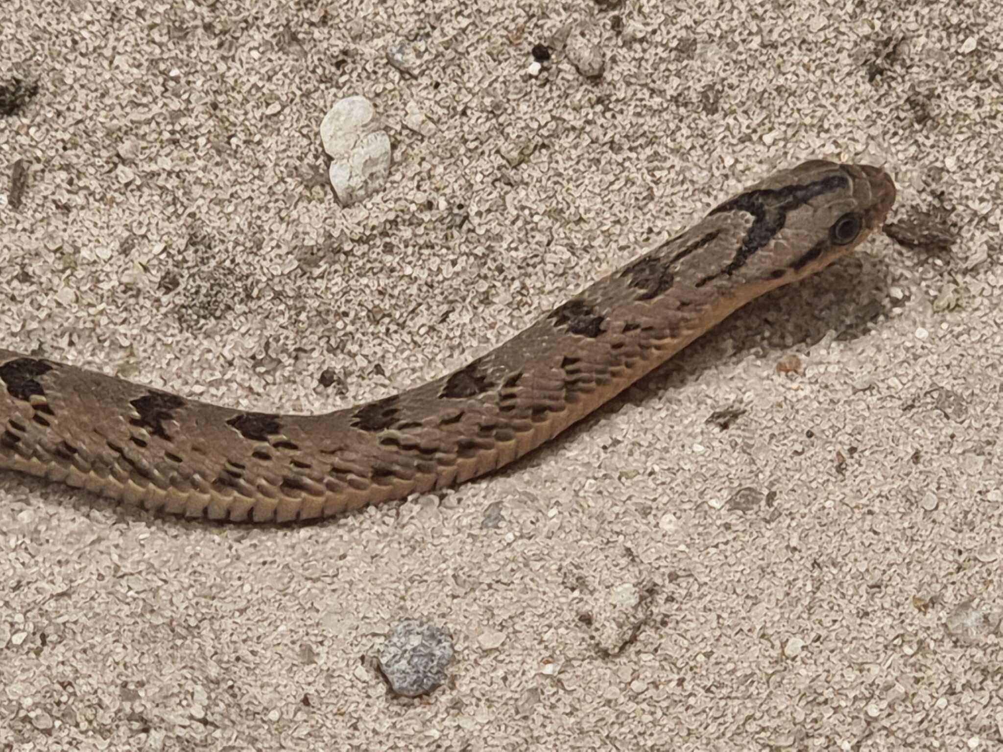 Image of Spotted Night Adder