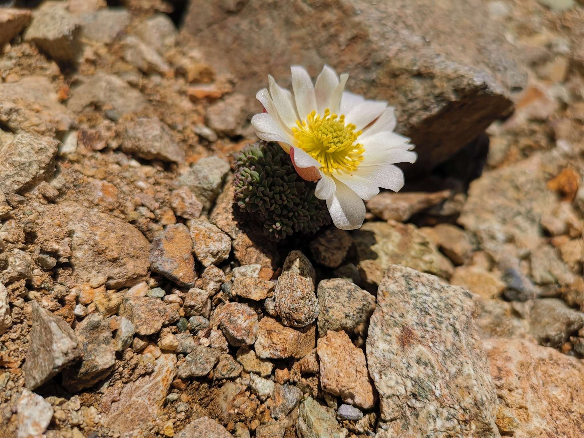 Callianthemoides semiverticillatus (Phil.) M. Tamura的圖片