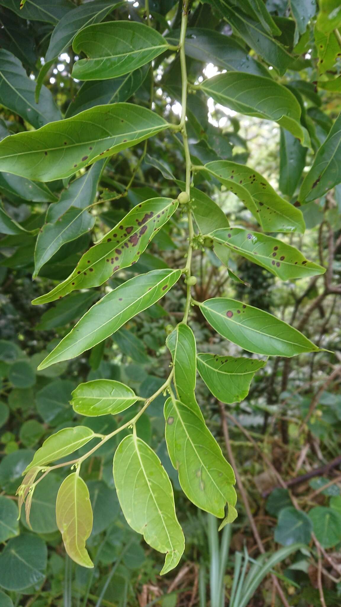 Image of Glochidion lanceolatum Hayata