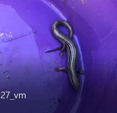 Image of Northern Prairie Skink