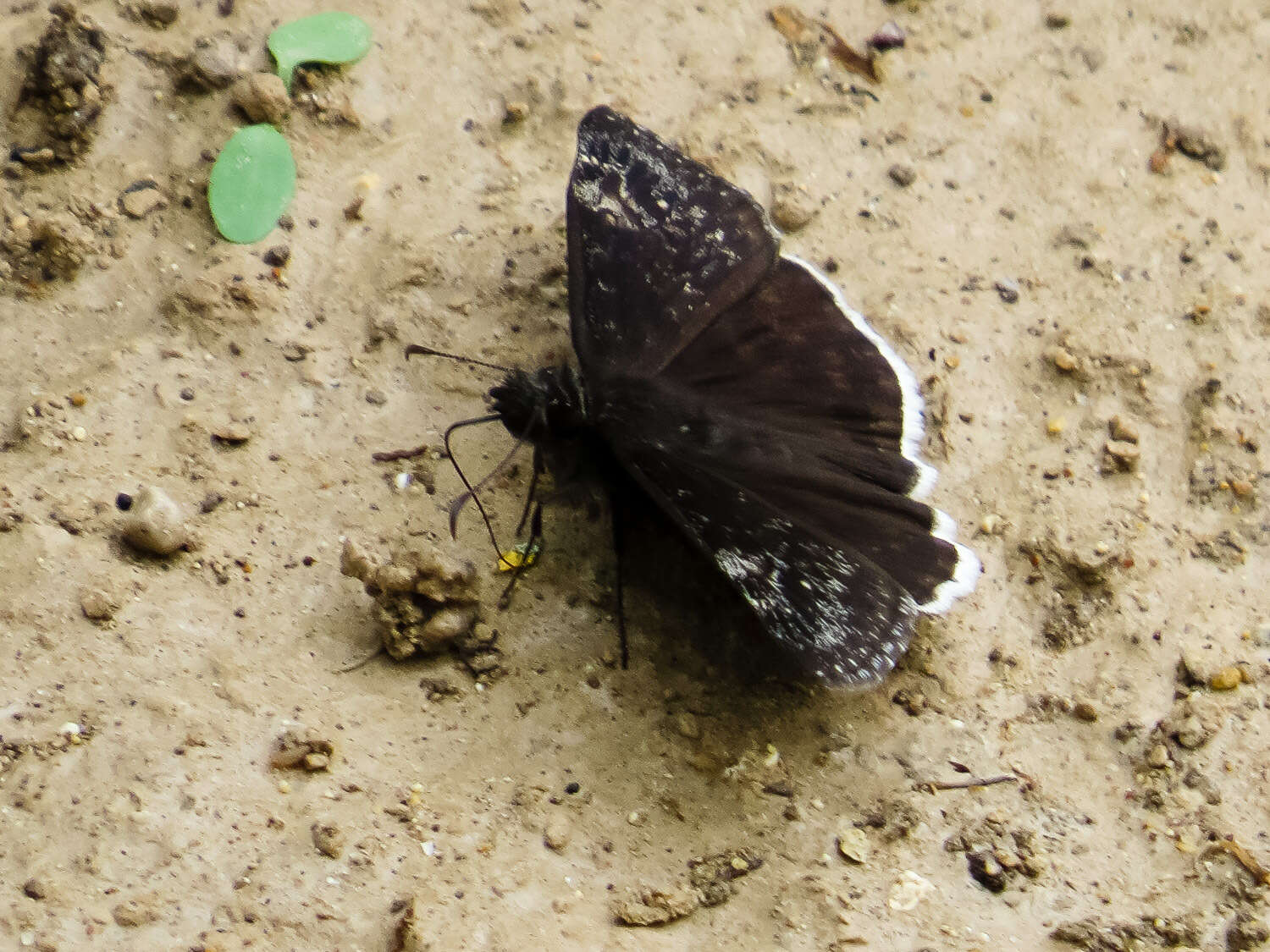 Image of Funereal Duskywing