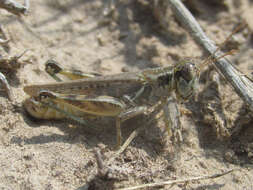 Imagem de Melanoplus infantilis Scudder & S. H. 1878