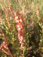 Rumex roseus L. resmi