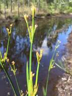 Image of Juncus polycephalus Michx.