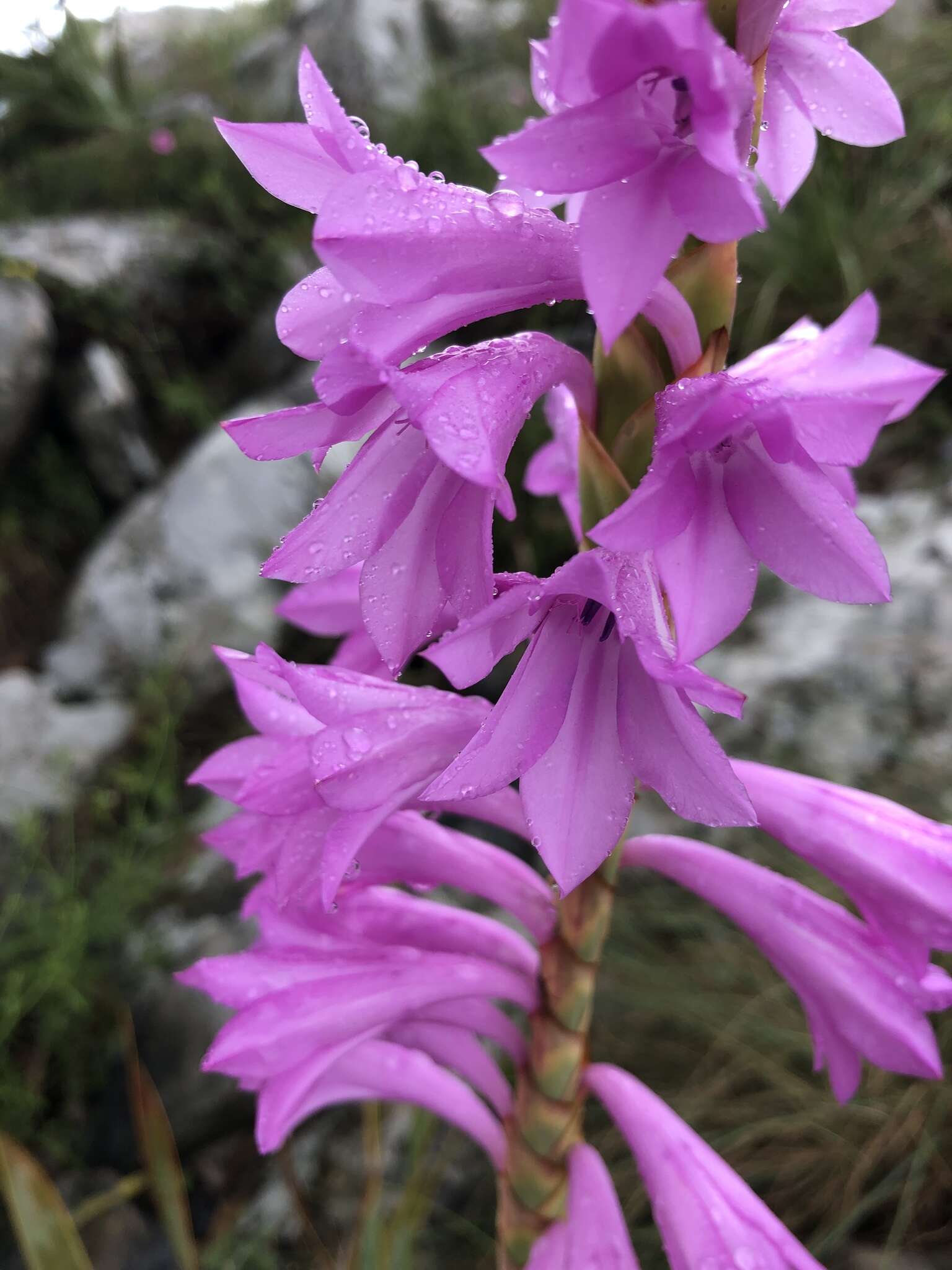 Imagem de Watsonia pulchra N. E. Br. ex Goldblatt