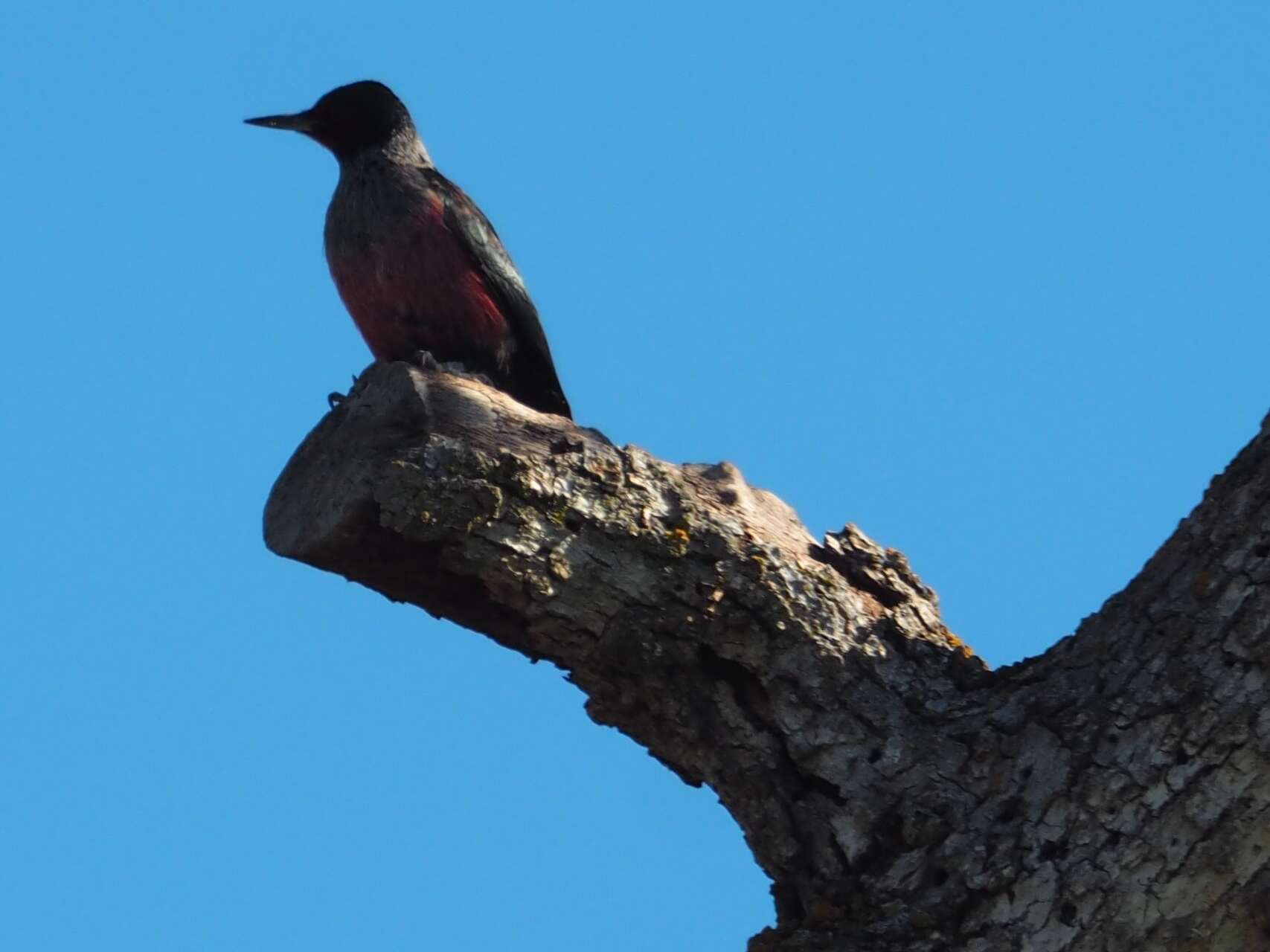 Image of Lewis's Woodpecker