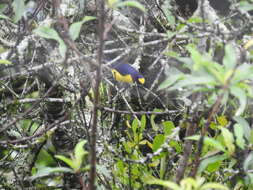 Image of scrub euphonia