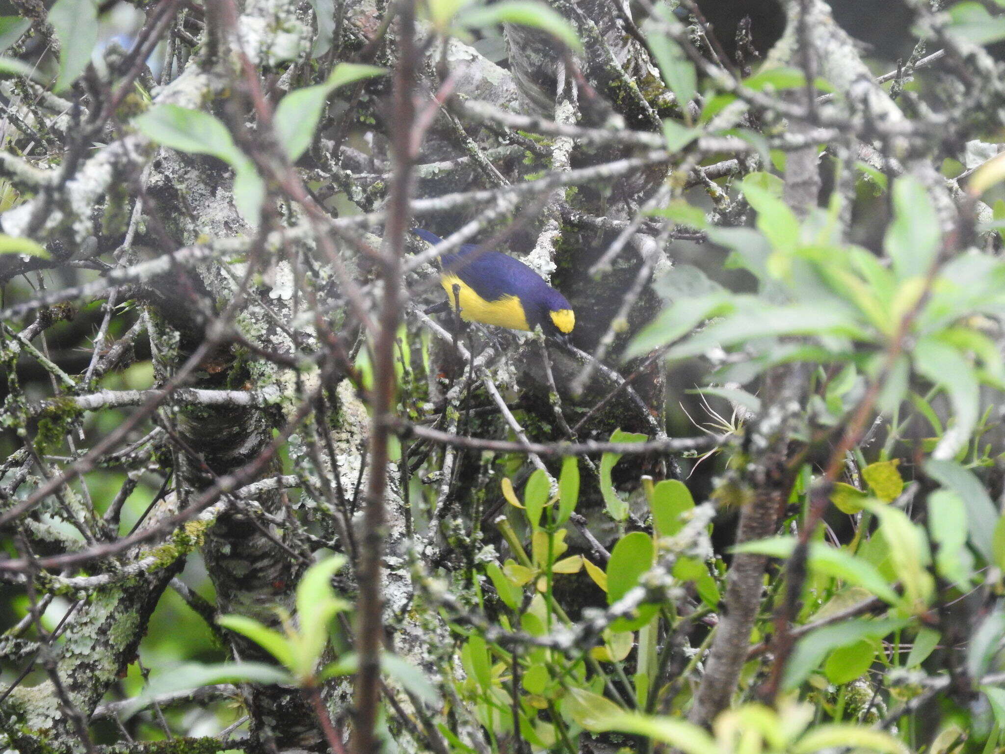 Image of scrub euphonia