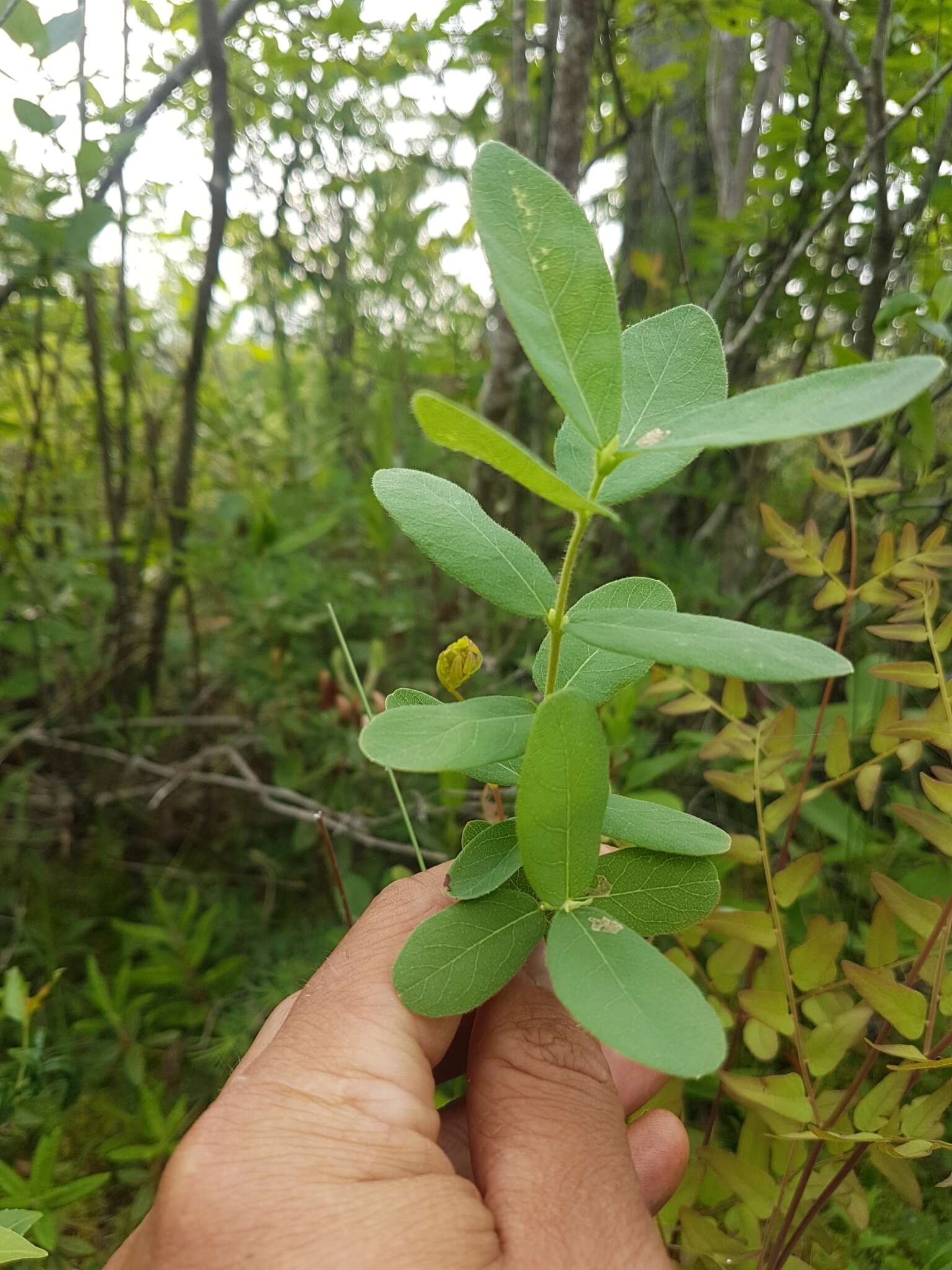 صورة Lonicera villosa (Michx.) Roem. & Schult.