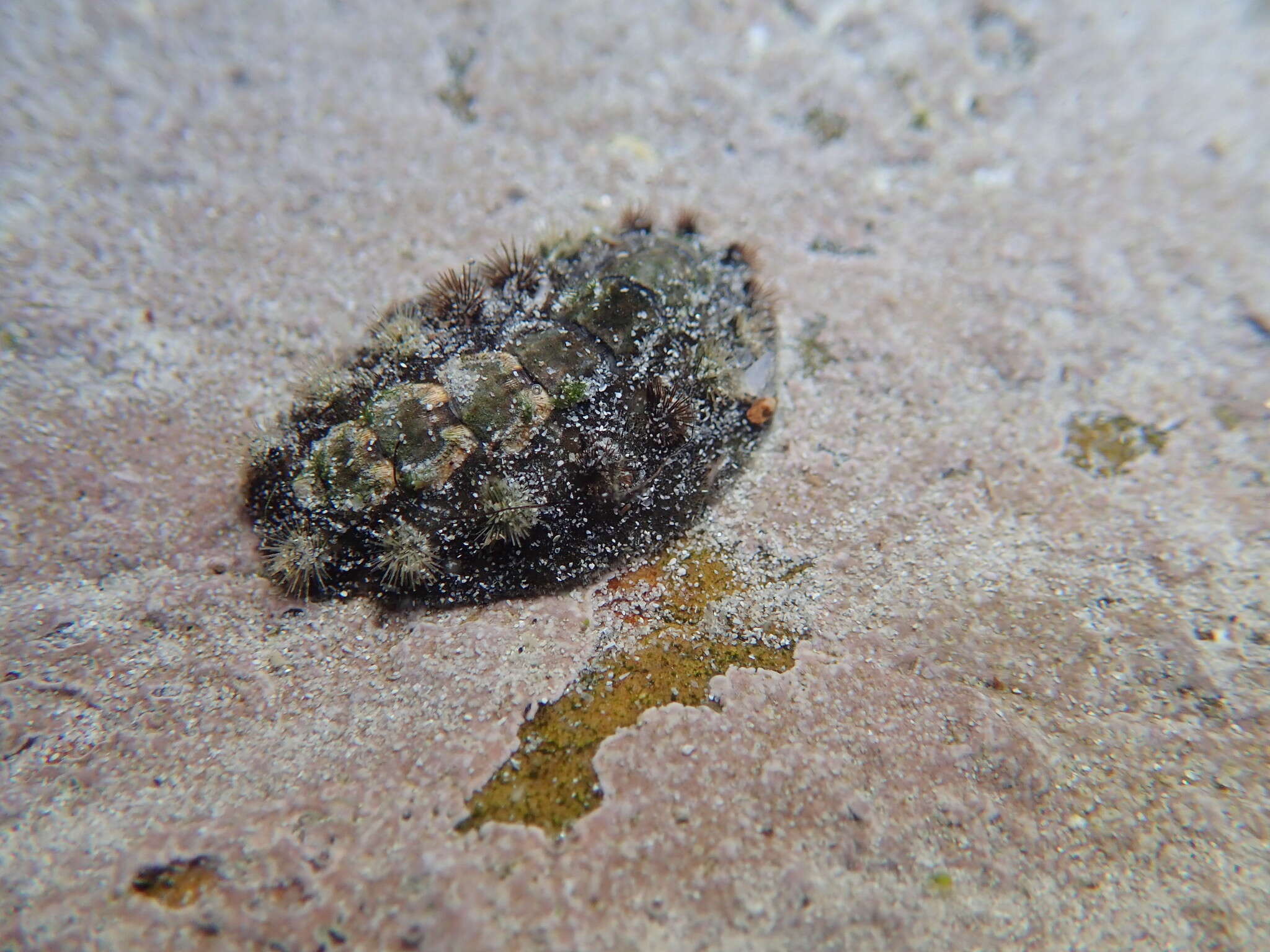 Image of spiny chiton