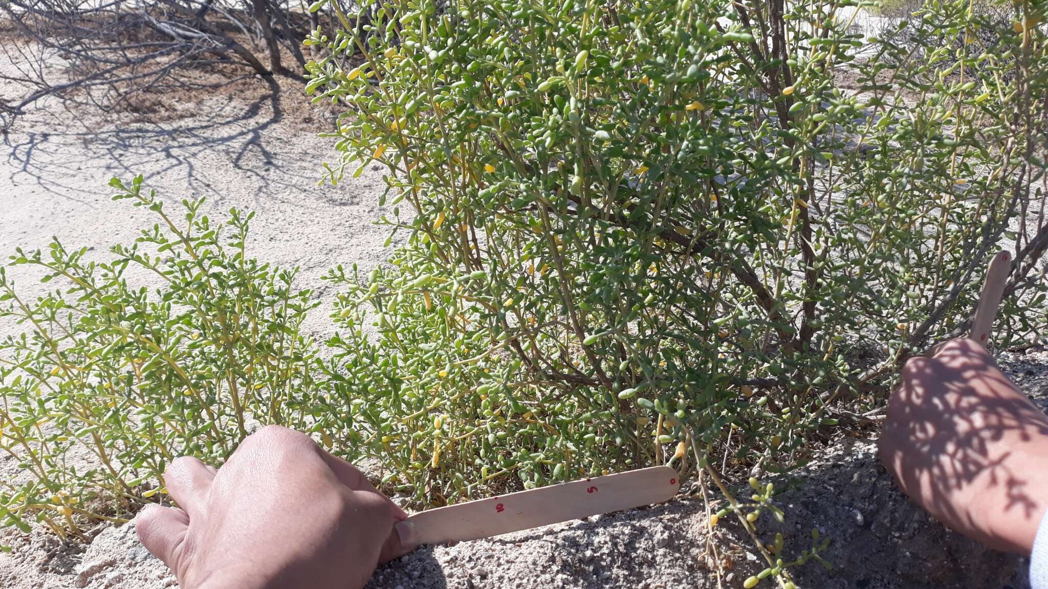 Image of Tetraena hamiensis var. qatarensis (Hadidi) Alzahrani & Albokhari