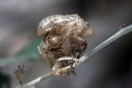 Image of Cicada cretensis Quartau & Simoes 2005