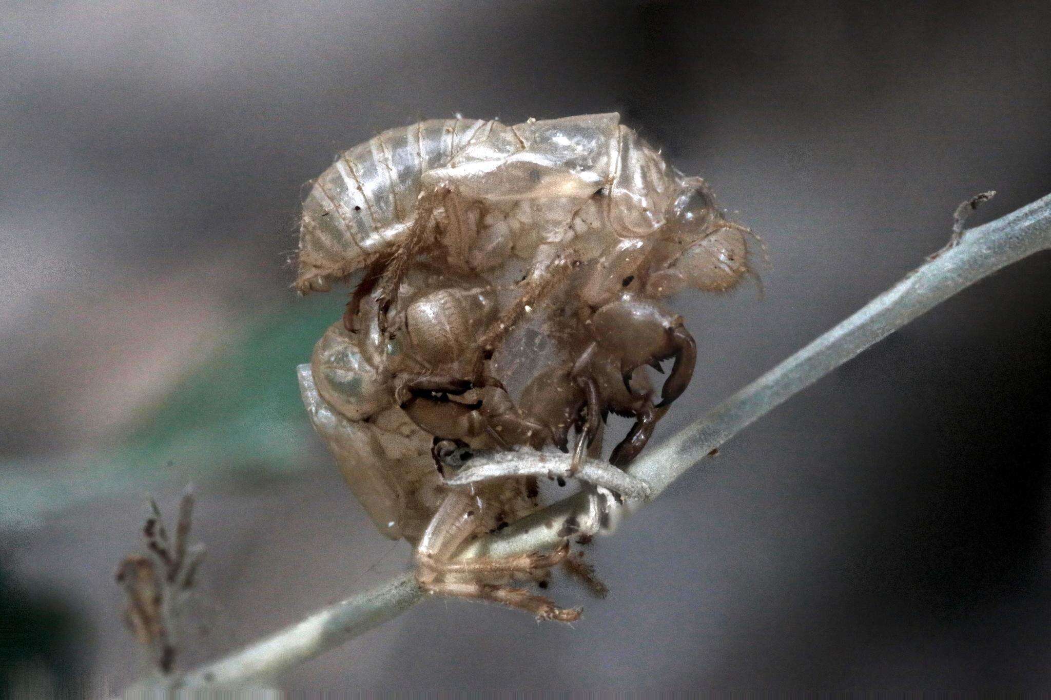 Image of Cicada cretensis Quartau & Simoes 2005