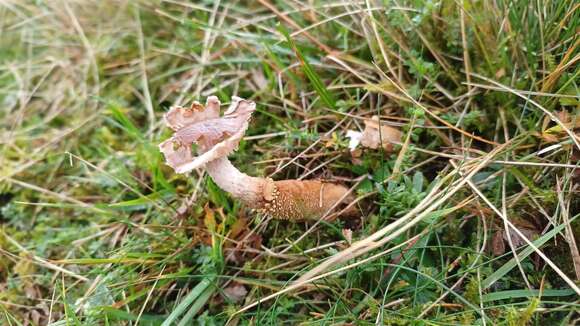 Image of Squamanita paradoxa (A. H. Sm. & Singer) Bas 1965