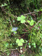 Image of redwood-sorrel