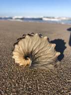 Image of argonauts and paper nautiluses