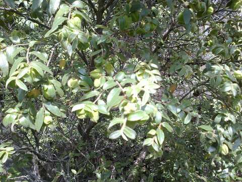 Image of Diospyros whyteana (Hiern) F. White