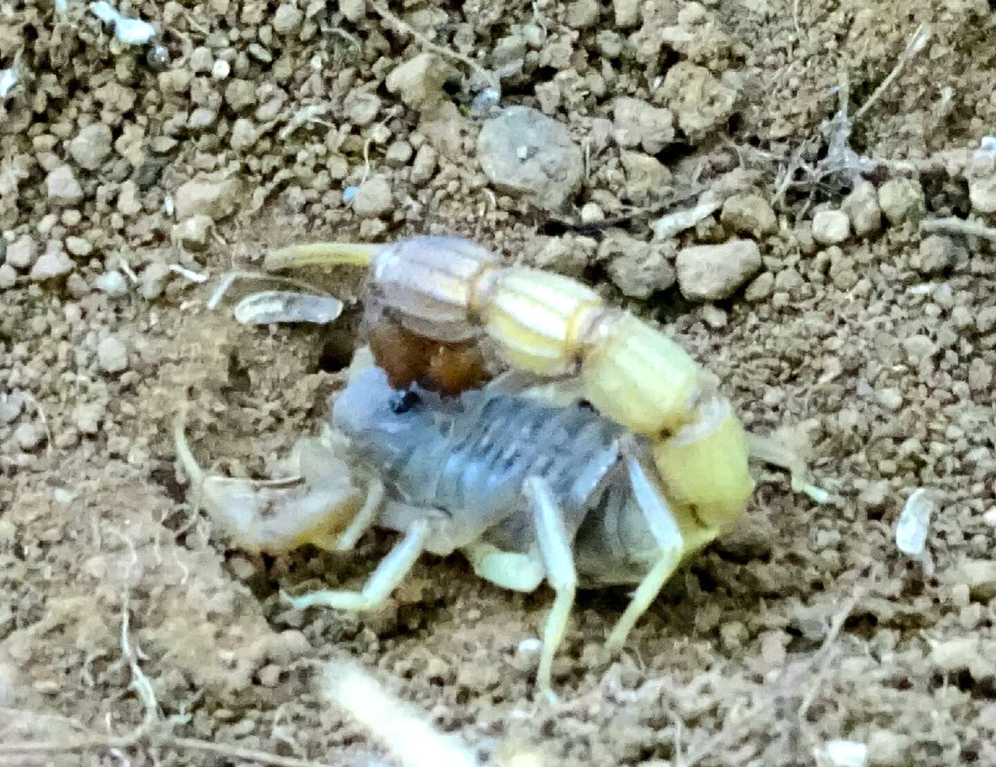 Sivun Parabuthus pallidus Pocock 1895 kuva