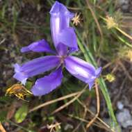 Image of Spanish iris