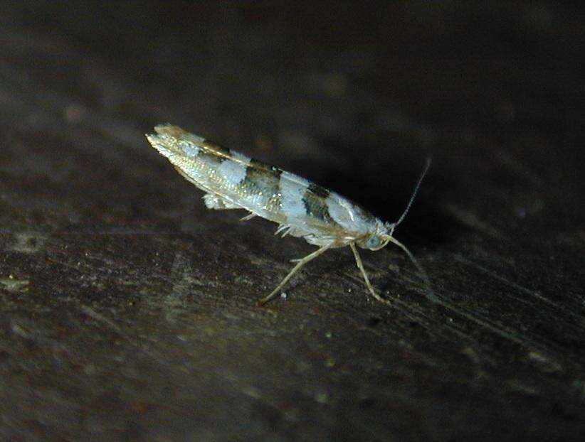 Image de Argyresthia calliphanes Meyrick 1913