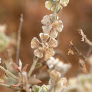 Maireana lobiflora (F. Müll. ex Benth.) P. G. Wilson resmi