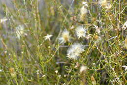 Image de Brachyclados lycioides D. Don