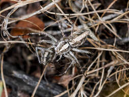 Image of Oxyopes globifer Simon 1876