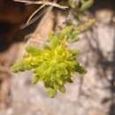 Image of Teucrium aureum Schreb.